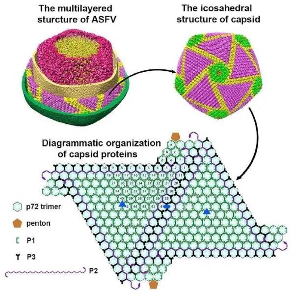 非洲猪瘟病毒.jpg 非洲猪瘟病毒.jpg