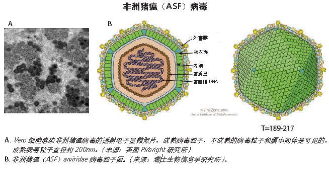 非洲猪瘟病毒细胞.jpg 非洲猪瘟病毒细胞.jpg