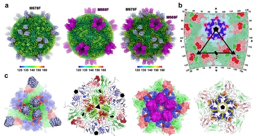 口蹄疫病毒结构2.jpg 口蹄疫病毒结构2.jpg
