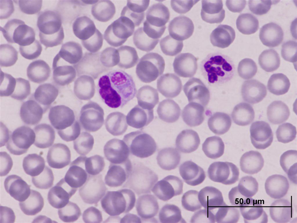 犬瘟病毒蛋白结构.jpg 犬瘟病毒蛋白结构.jpg