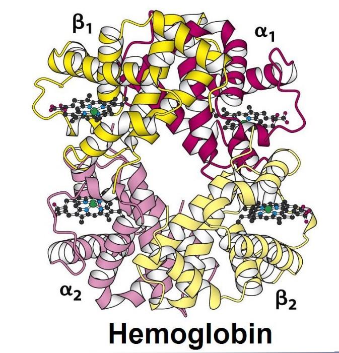 犬血红蛋白结构.jpeg 犬血红蛋白结构.jpeg
