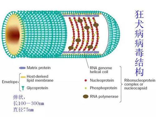 狂犬病毒蛋白结构.jpeg 狂犬病毒蛋白结构.jpeg