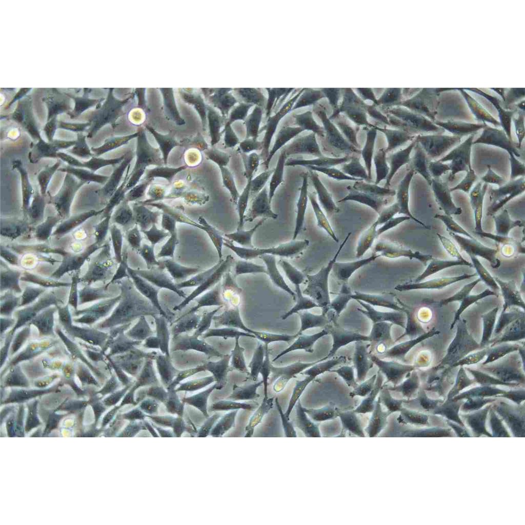 SCC-25[SCC 25; SCC25] Cells人舌鳞癌细胞系(提供STR图谱)