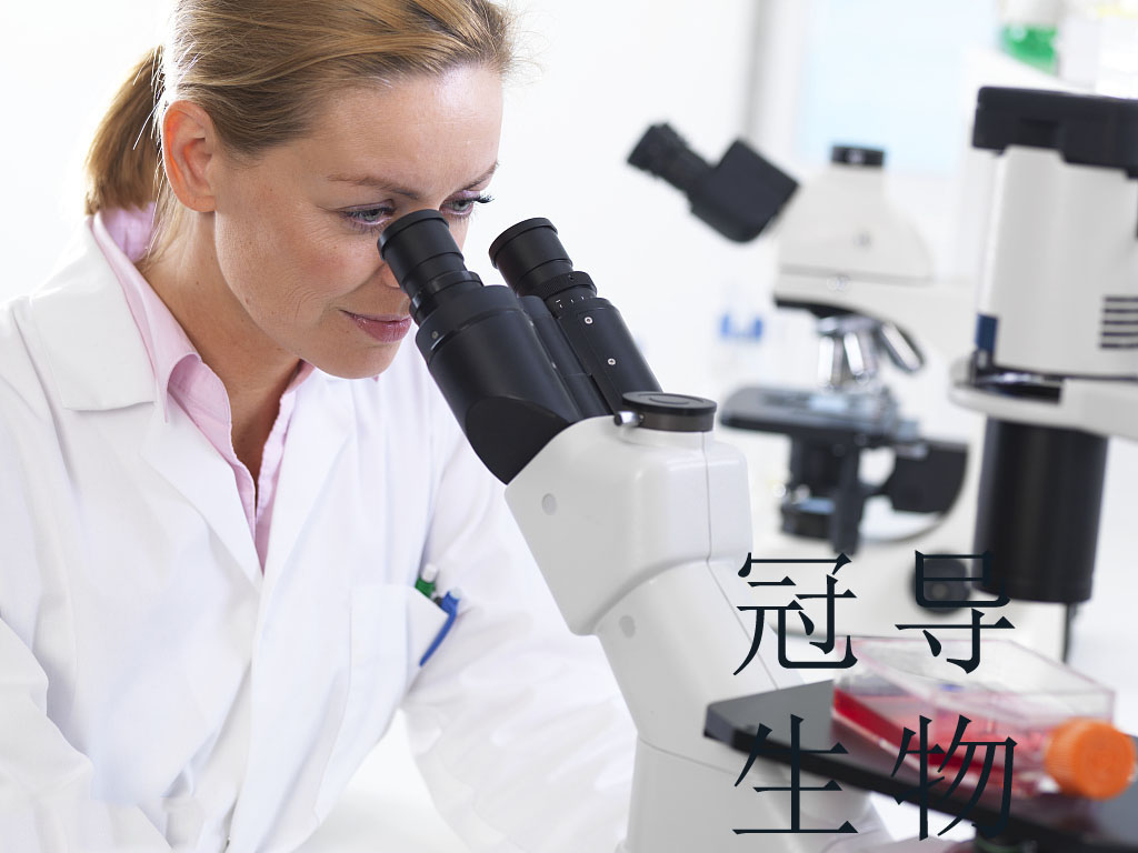 U-2932 Cells人弥漫大B淋巴瘤细胞系(提供STR图谱)