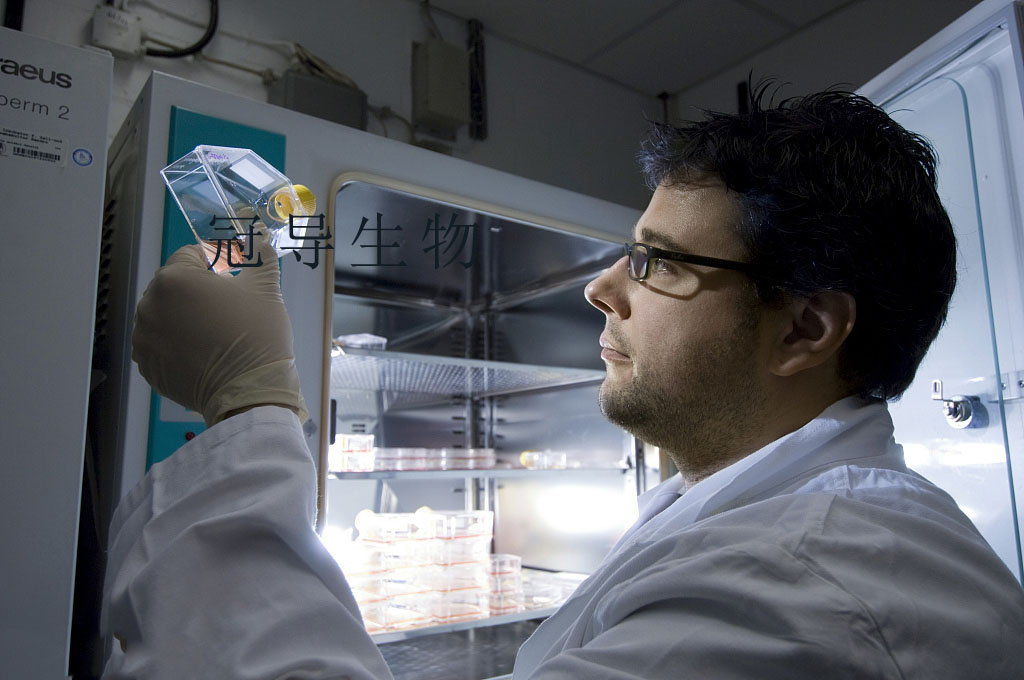 SW1271 Cells人小细胞肺癌细胞系(提供STR图谱)