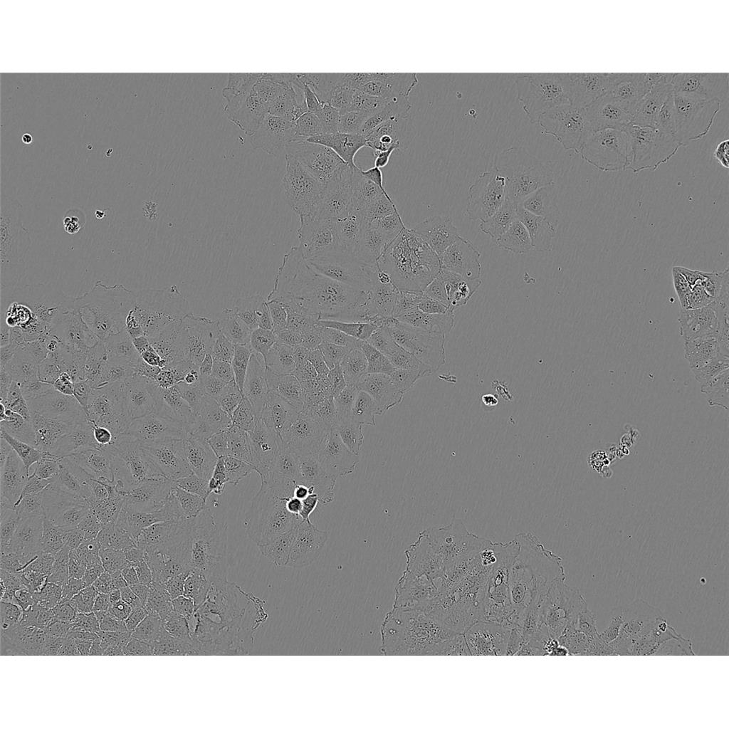 HBZY-1 Cells大鼠肾小球系膜细胞系(提供STR图谱)