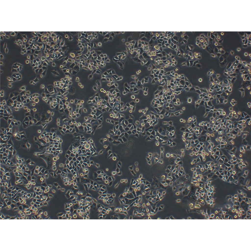 MC3T3-E1 Subclone 14 Cells小鼠颅顶前骨细胞亚克隆14细胞系(提供STR图谱)