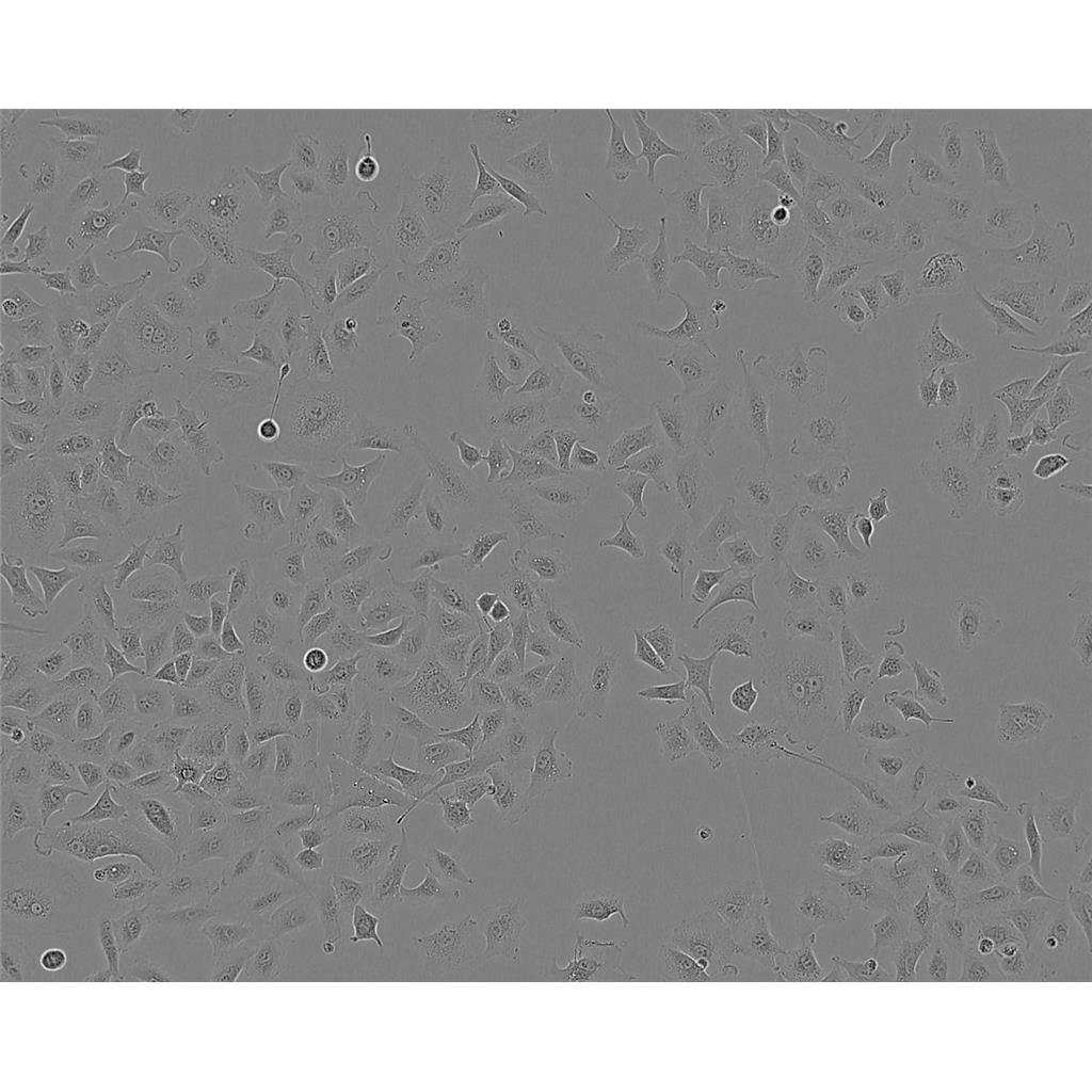 NCI-H508 Cells人结肠直肠腺癌细胞系(提供STR图谱)