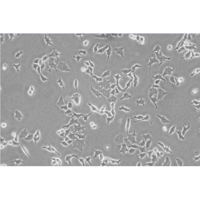 293T[HEK-293T] Cells人胚肾复苏细胞系(有STR鉴定图谱)