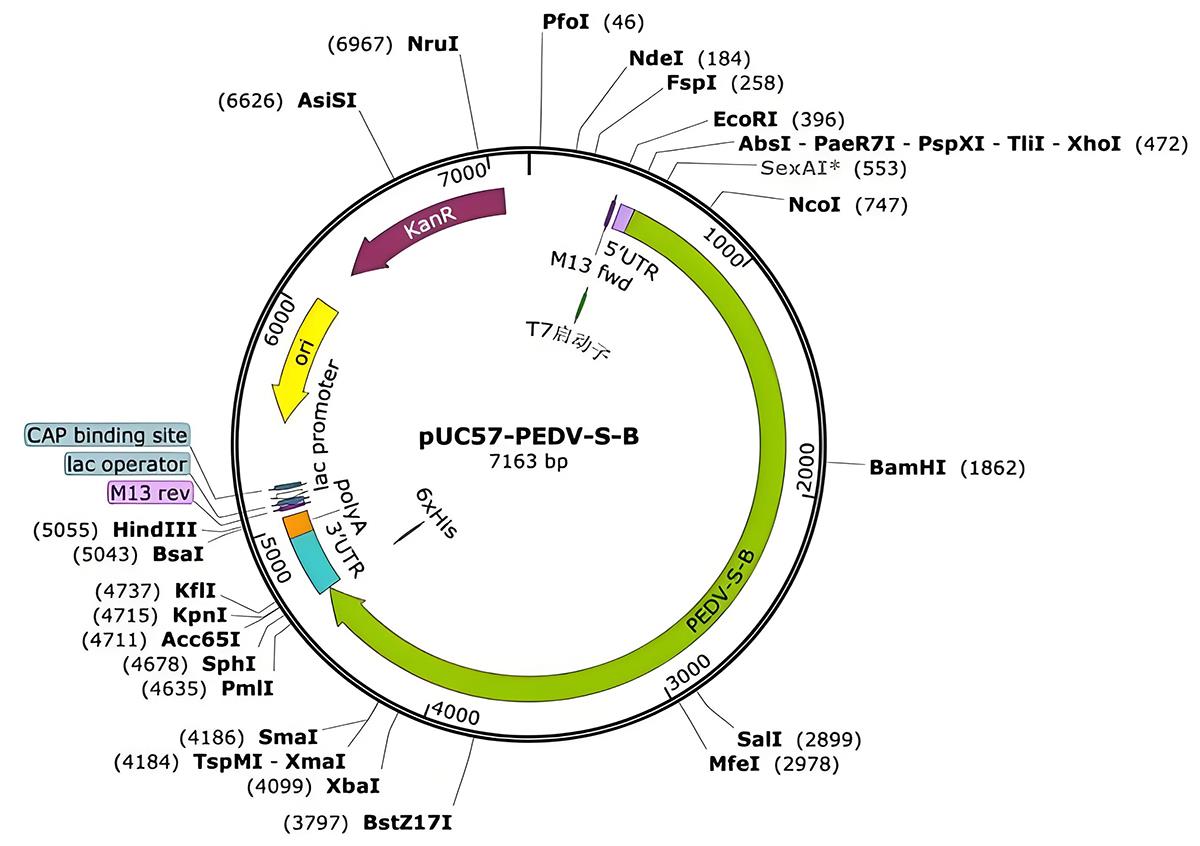 猪流行性腹泻S蛋白.jpg 猪流行性腹泻S蛋白.jpg