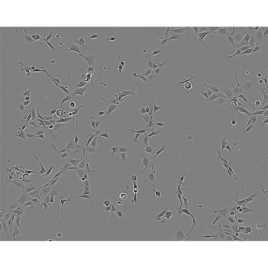 Malme-3M Cells人皮肤恶性黑色素瘤贴壁细胞系(赠送STR基因图谱)