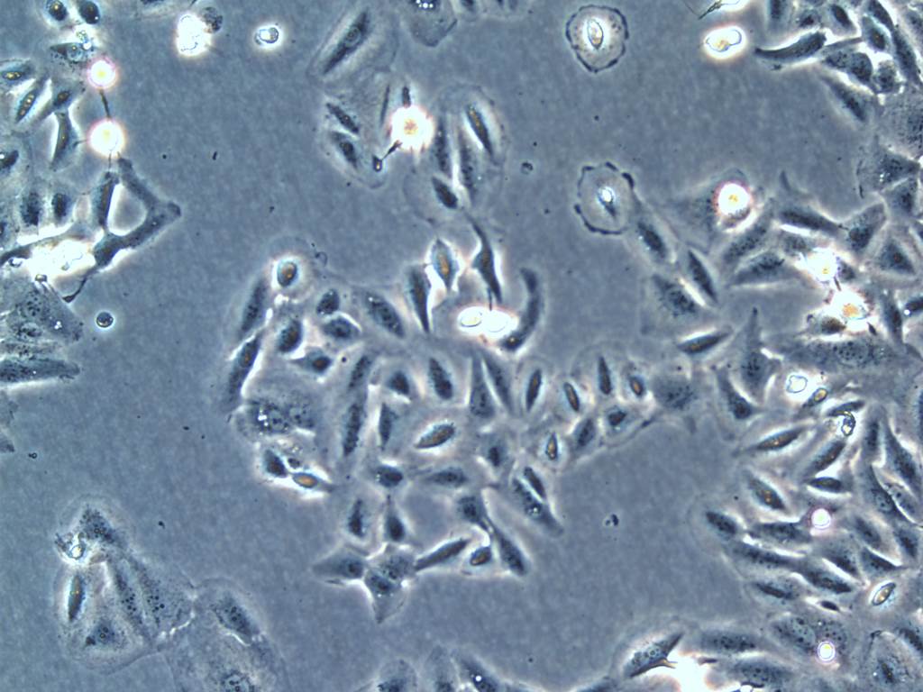 PSN1 Cells#人胰腺癌细胞系保种中心(通过STR鉴定)