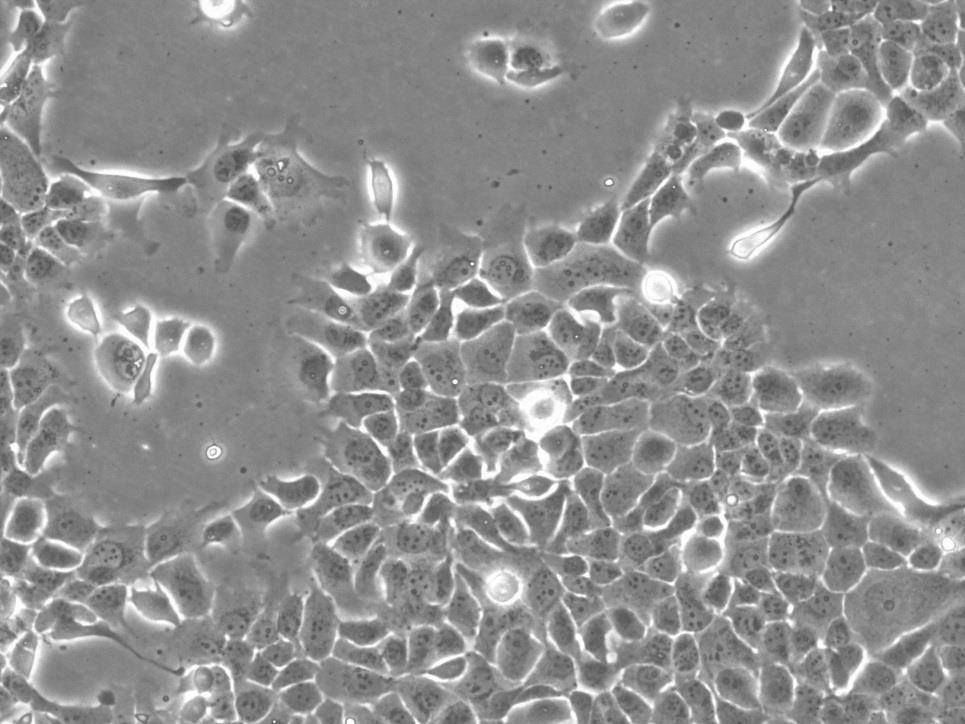 Vero E6 Cells#非洲绿猴肾细胞系种子库|完全培养基|STR图谱