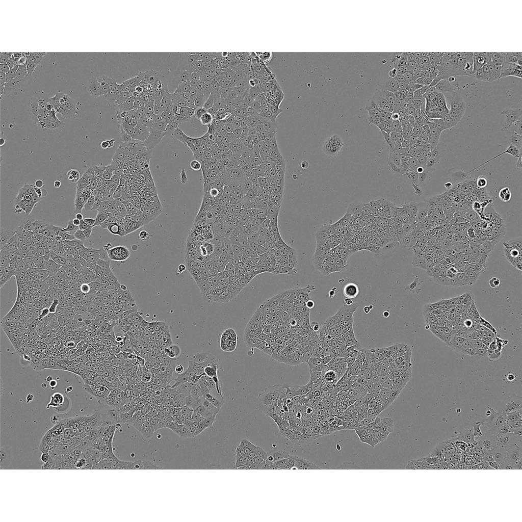 MA 104 Cells#猴胎肾细胞系种子库|完全培养基|STR图谱