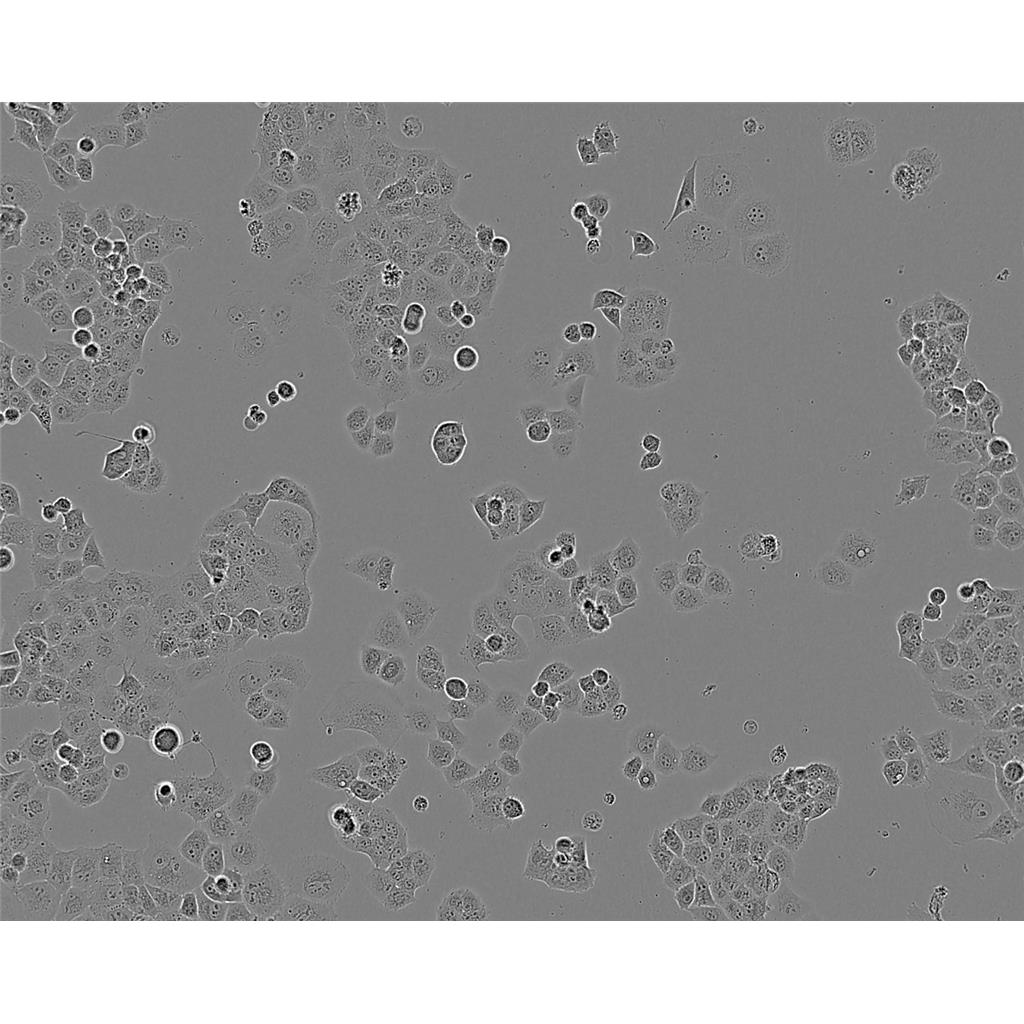L-M[TK-] Cells#小鼠结缔组织细胞系种子库|完全培养基|STR图谱