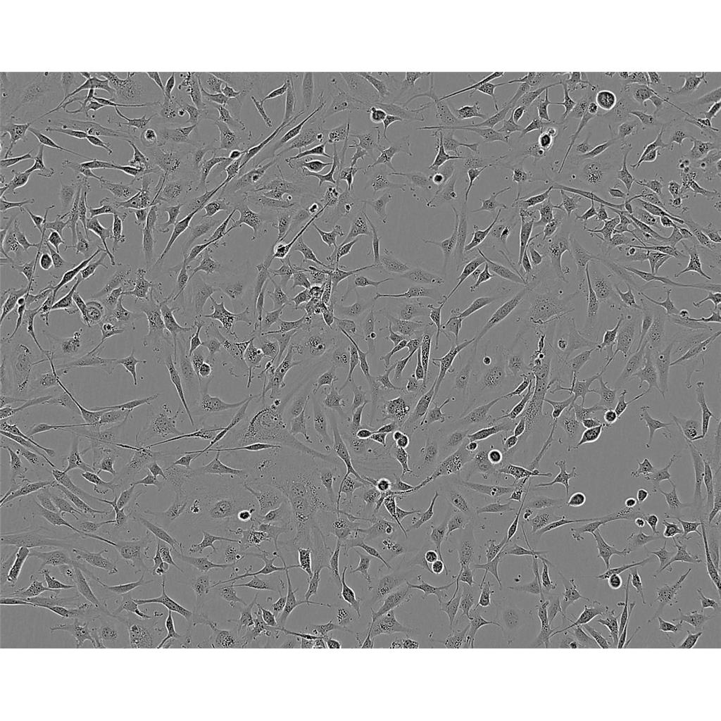 Hep 3B2_1-7 Cells#人肝癌细胞系种子库|完全培养基|STR图谱