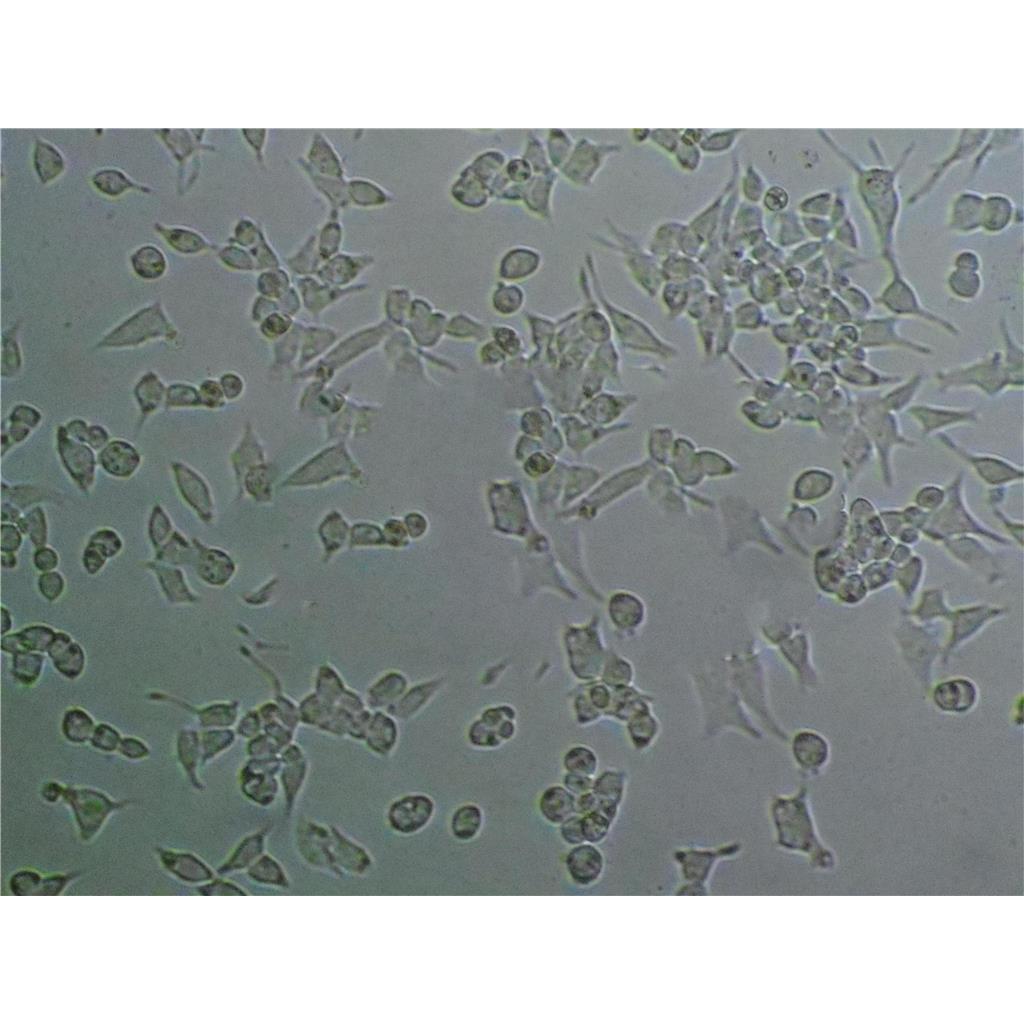 K7M2-WT Cells#小鼠骨肉瘤成骨细胞系种子库|完全培养基|STR图谱