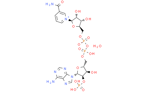 烟酰胺腺嘌呤双核苷酸磷酸盐 高纯 53-59-8