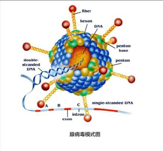 犬腺病毒结构.jpeg 犬腺病毒结构.jpeg