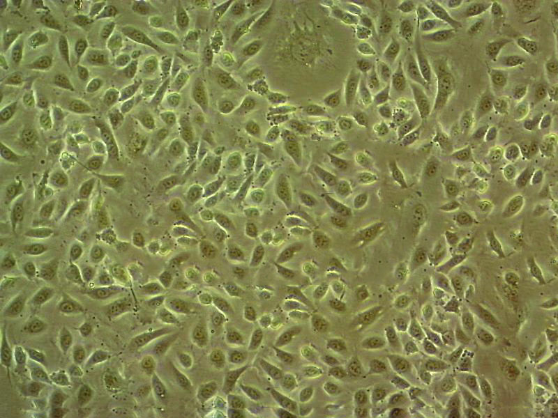 H2452 Cells#人间皮瘤细胞系来源可靠|培养基|带STR基因图谱
