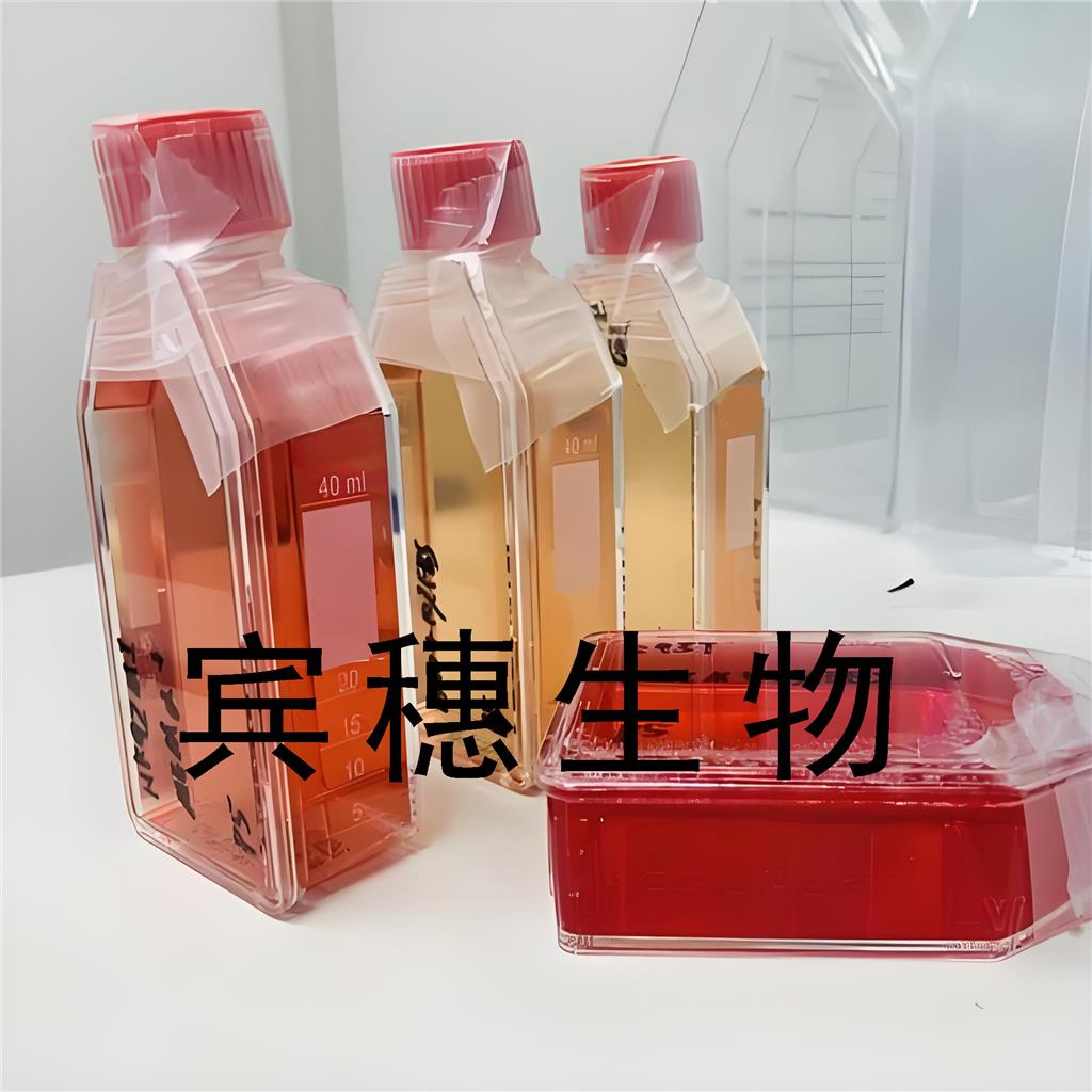 Ba/F3 Cells#小鼠原B细胞系传代性好|培养基|有STR图谱