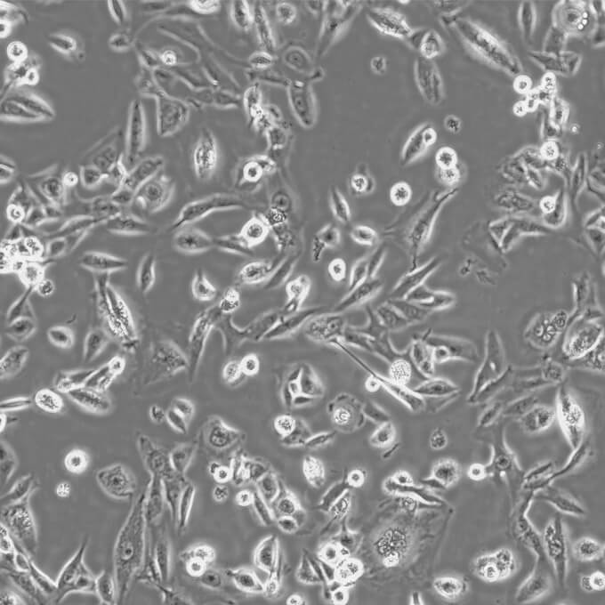 H-716 Cells#人结直肠腺癌细胞系传代性好|培养基|有STR图谱