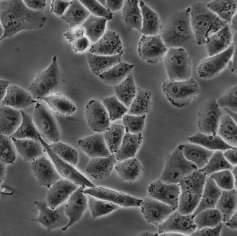 H9c2 Cells#大鼠胚胎心肌细胞系传代性好|培养基|有STR图谱