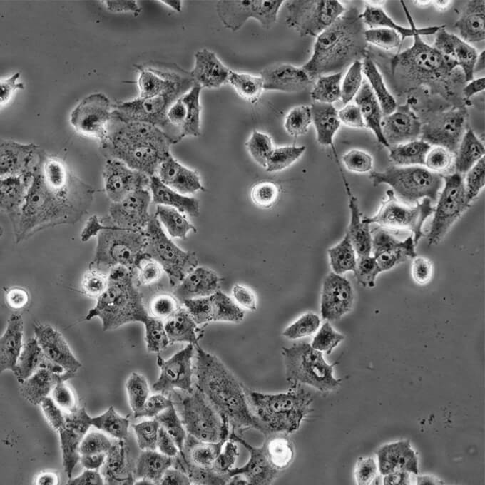 EC109 Cells#人食管癌细胞系传代性好|培养基|有STR图谱
