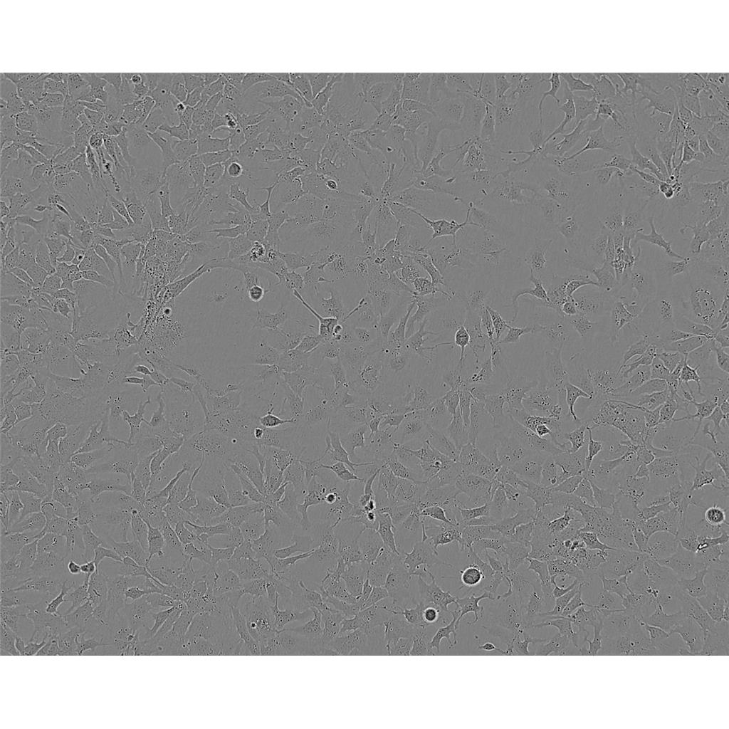 药敏试验肉汤培养基[最新批次]：Sensitivity Disk Broth