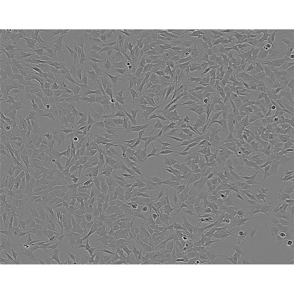 营养盐培养基[最新批次]：Nutrient Salt Broth