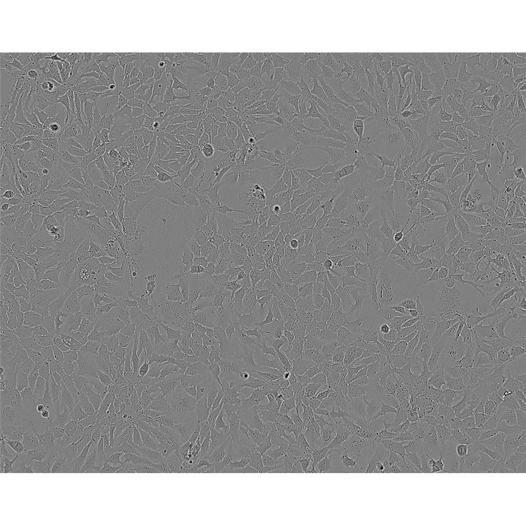 TGC流体培养基[最新批次]：TGC Medium ,Fluid