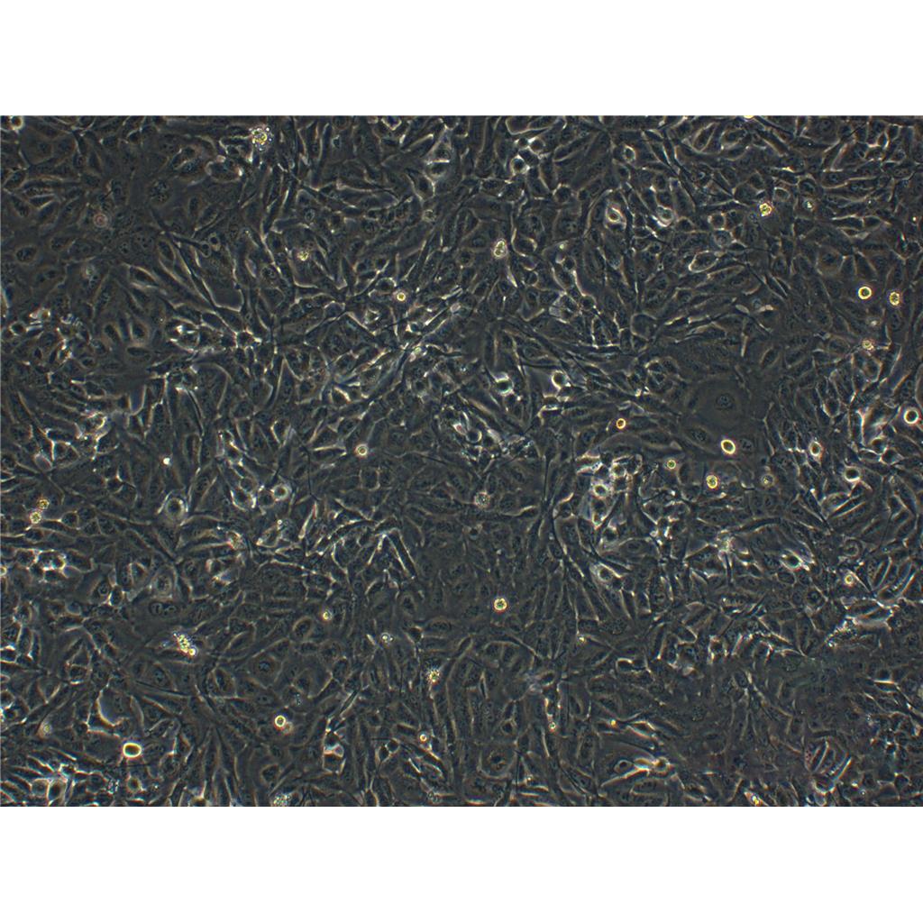 YDC培养基[源头供货]