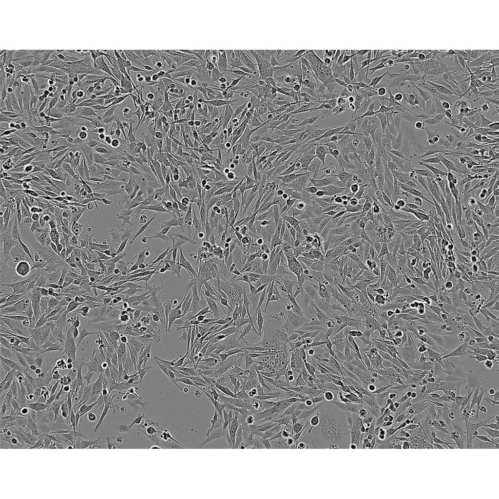 Chapman琼脂培养基[源头供货]