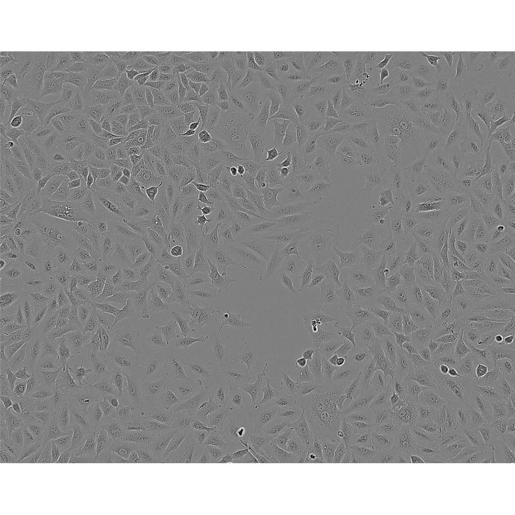 L 929 Cells#小鼠成纤维细胞系复苏中心|完全培养基|STR图谱