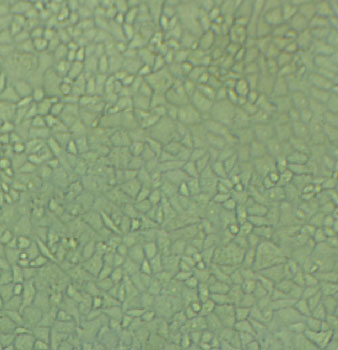 Vero-E6 Cells#非洲绿猴肾细胞系复苏中心|完全培养基|STR图谱