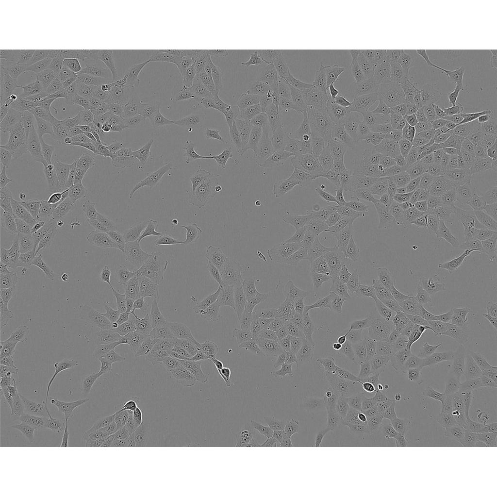 MV411 Cells#人急性单核细胞系复苏中心|完全培养基|STR图谱