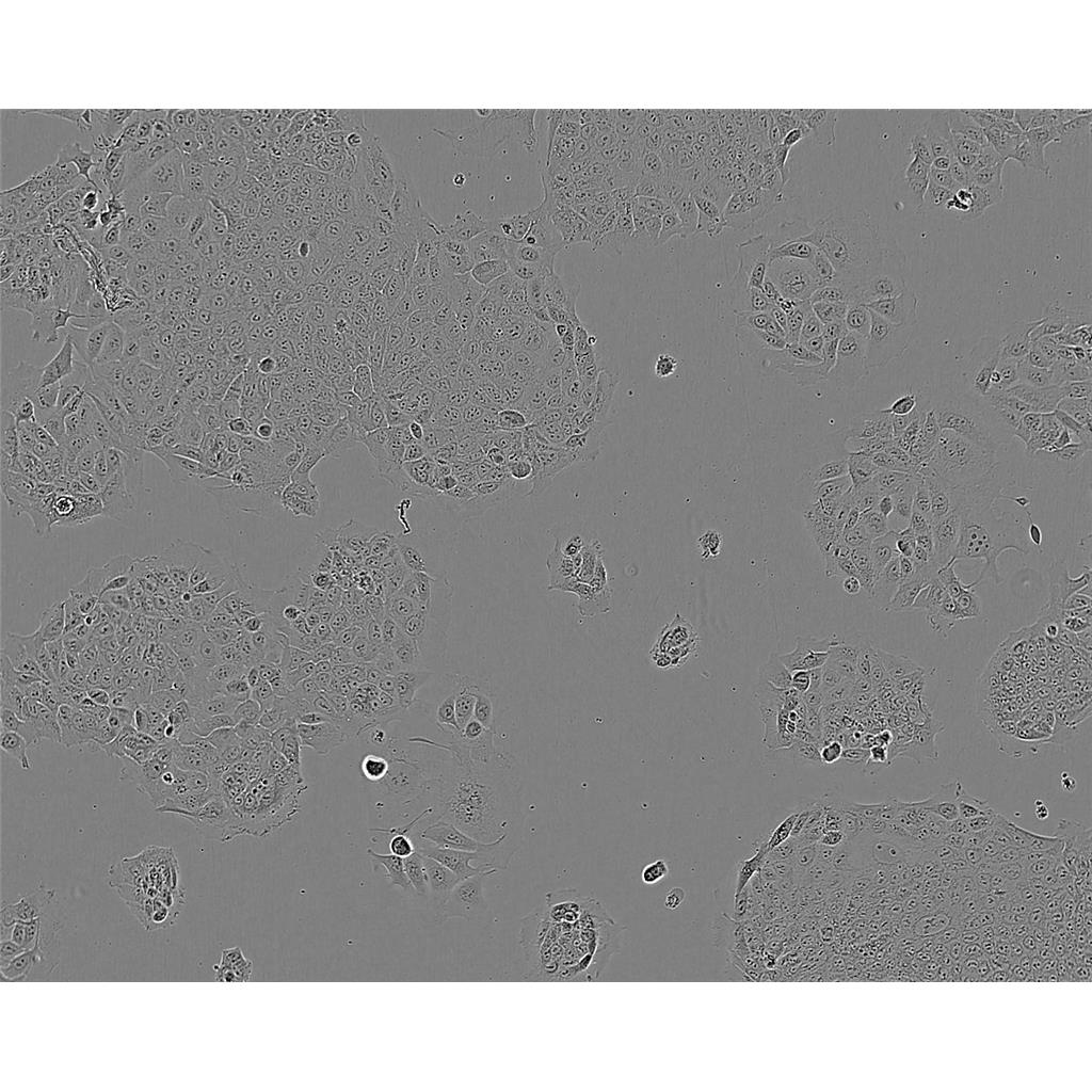 ARPE19 Cells人视网膜色素上皮细胞系(提供STR图谱)