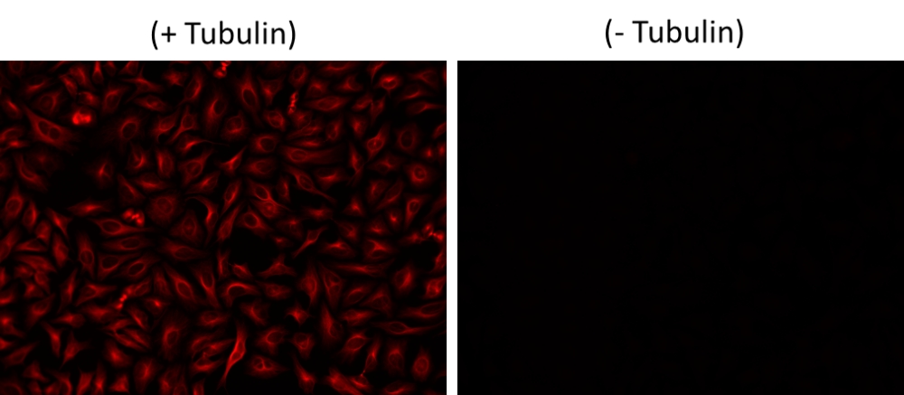 iFluor 670琥珀酰亚胺酯