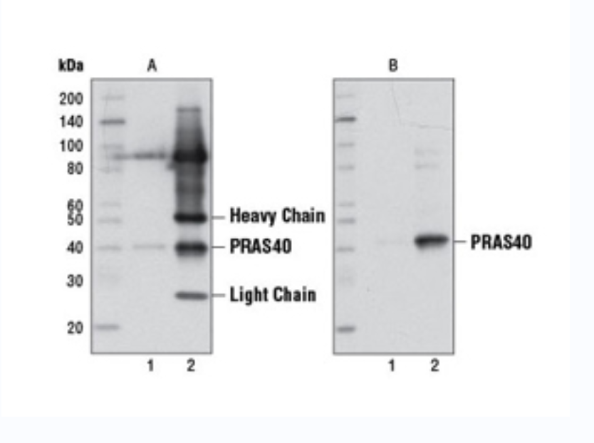 小鼠抗兔 IgG（构象特异性）（L27A9）单克隆抗体（辣根过氧化物酶标记）