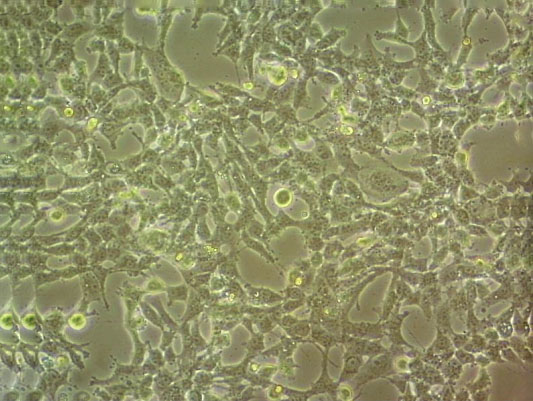 H2452 Cells#人间皮瘤细胞系复苏中心|完全培养基|STR图谱