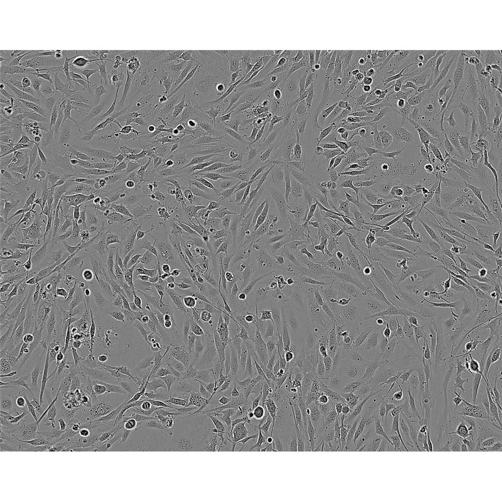 H838 Cells#人肺癌细胞系复苏中心|完全培养基|STR图谱