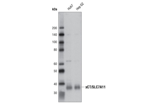 xCT/SLC7A11 (D2M7A) 兔单克隆抗体