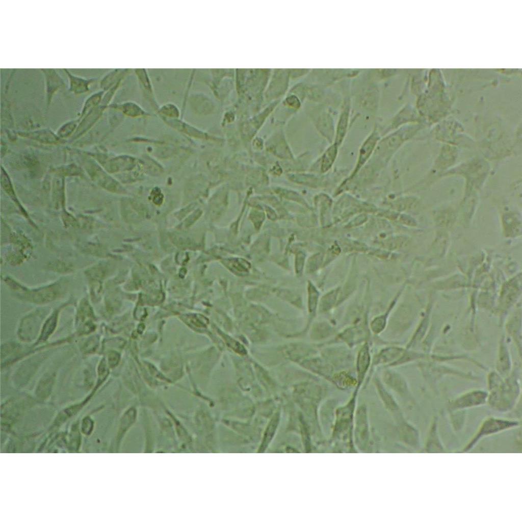 A-875 Cells#人黑色素瘤细胞系复苏中心|完全培养基|STR图谱