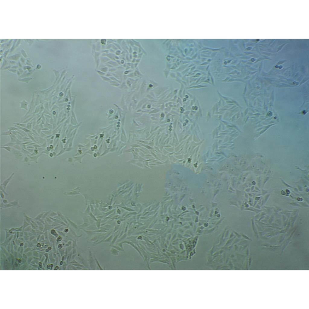 Vero E6 Cells#非洲绿猴肾细胞系源头种子库|培养基|STR图谱