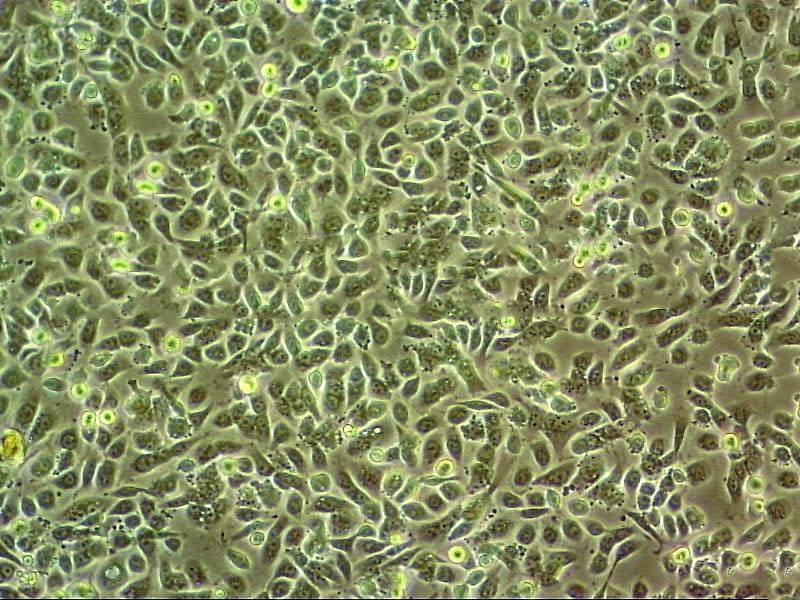 Vero E-6 Cells#非洲绿猴肾细胞系源头种子库|培养基|STR图谱