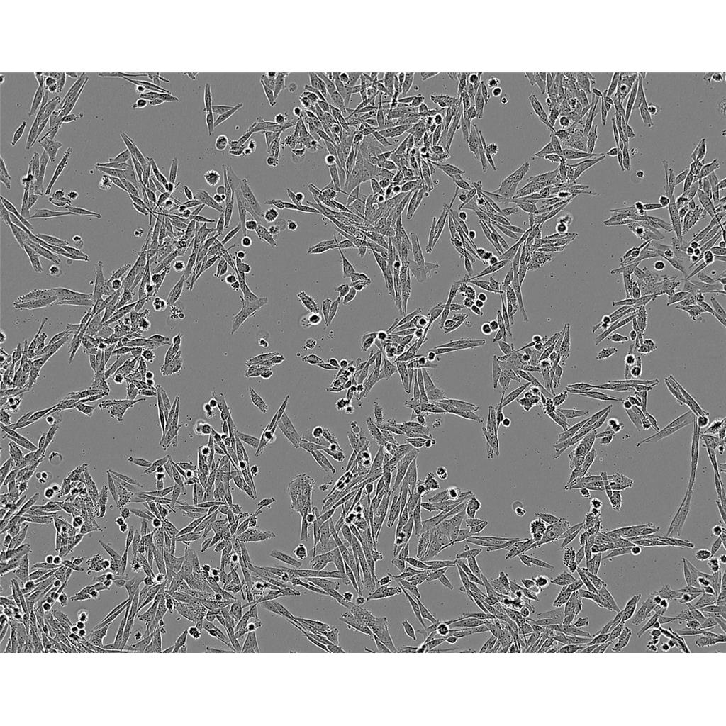 Hep 3B Cells#人肝癌细胞系源头种子库|培养基|STR图谱