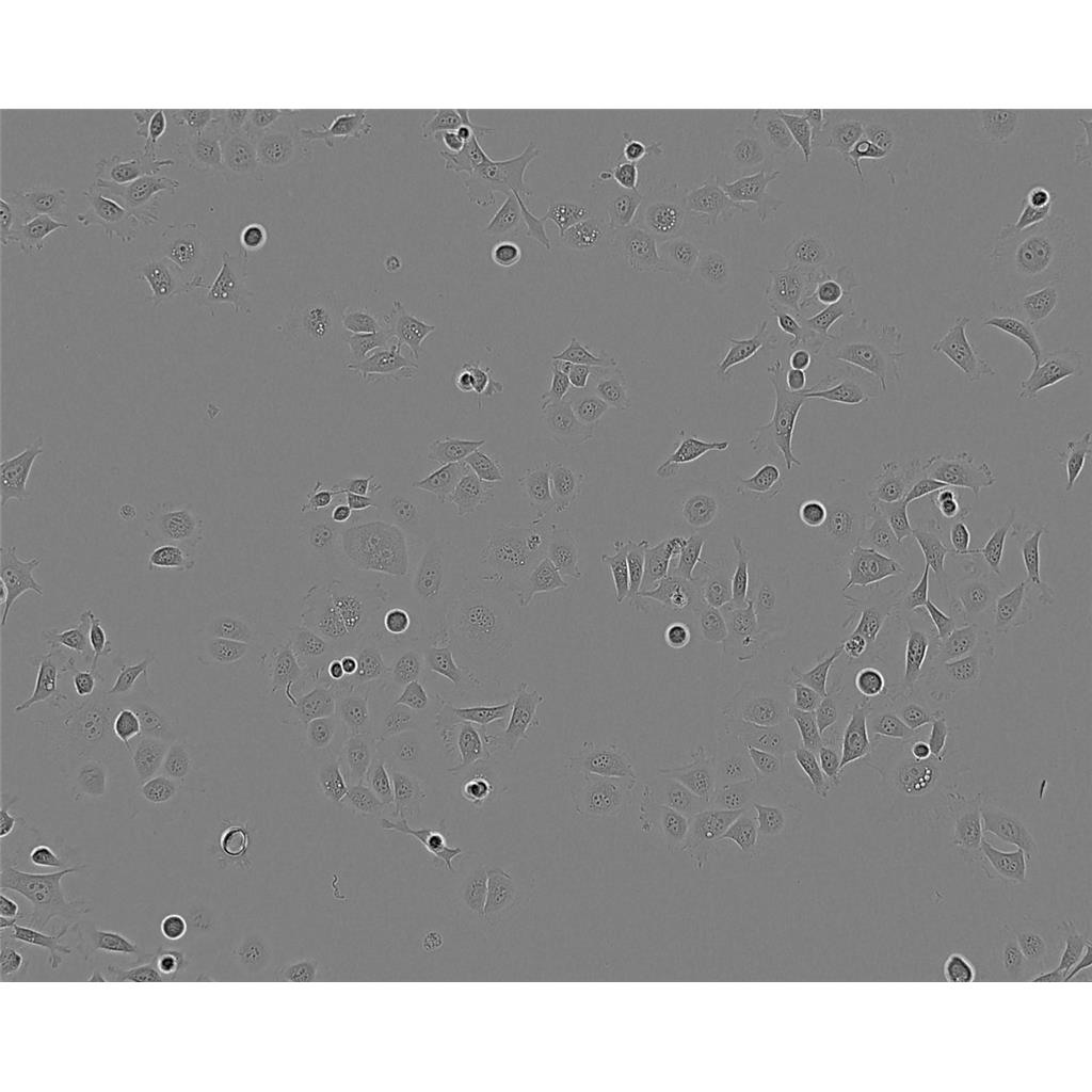 CAKI 1 Cells#人肾透明细胞癌细胞系源头种子库|培养基|STR图谱