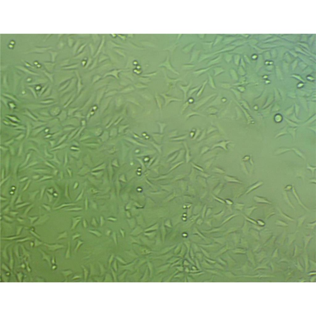 LN-229+luc人胶质瘤细胞代次低|培养基|送STR图谱