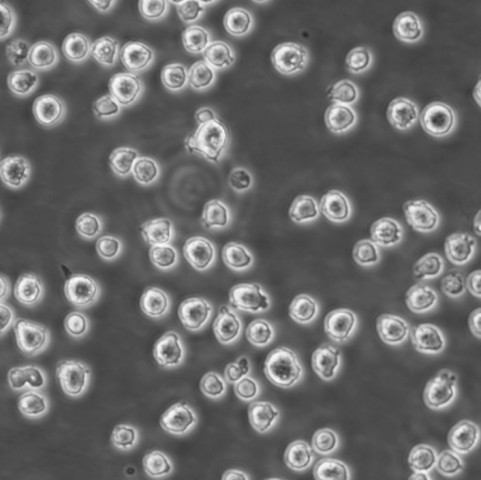 EC-109 Cells#人食管癌细胞系源头种子库|培养基|STR图谱