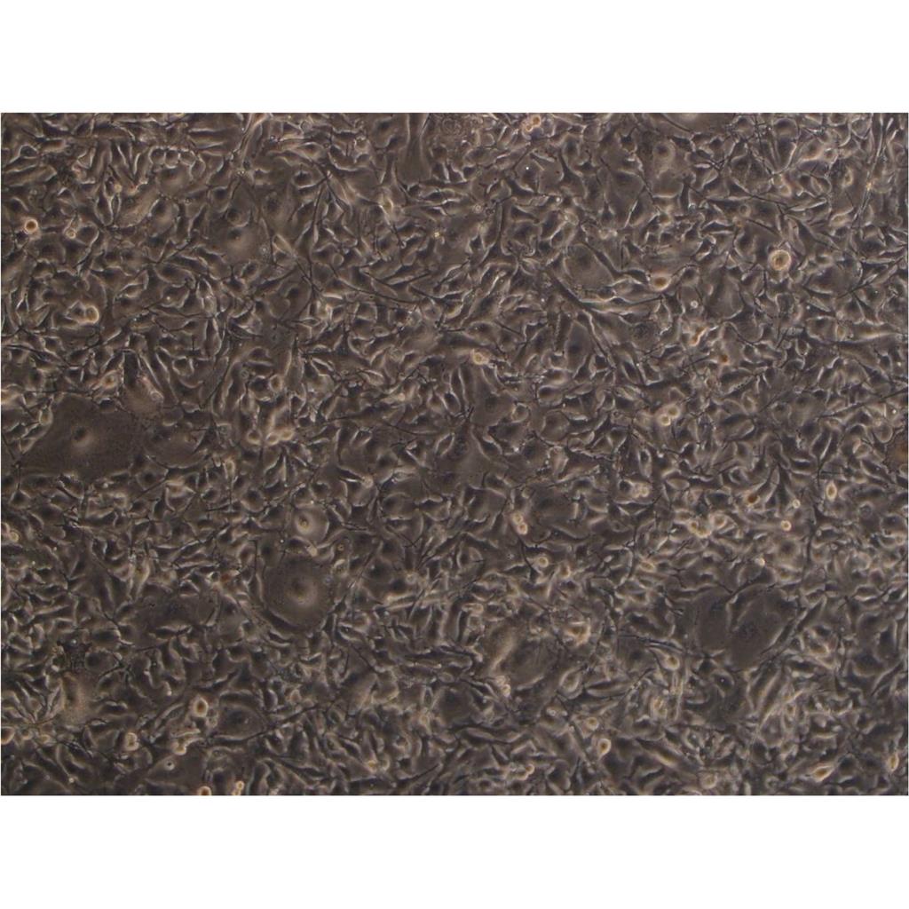 NCIH2452 Cells#人间皮瘤细胞系源头种子库|培养基|STR图谱